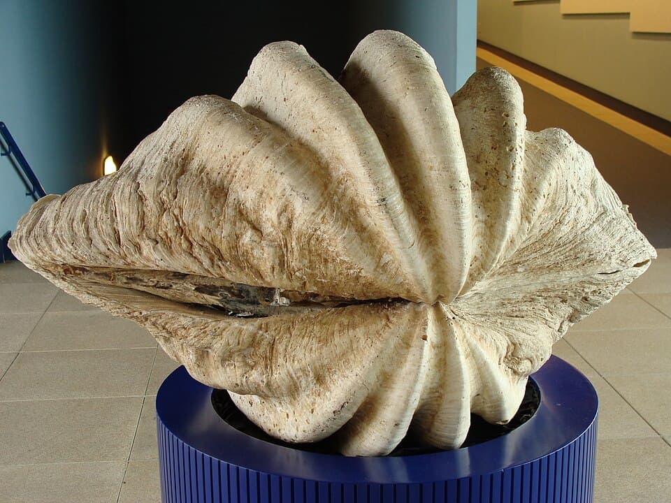 A photo of Giant Clam (Tridacna gigas)