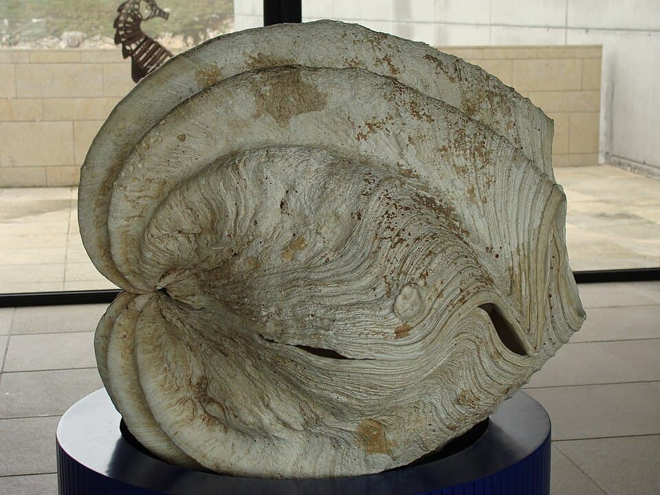 Tridacna gigas.004 - Aquarium Finisterrae.JPG