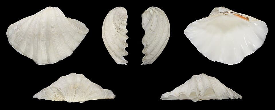 Tridacna gigas 01.jpg