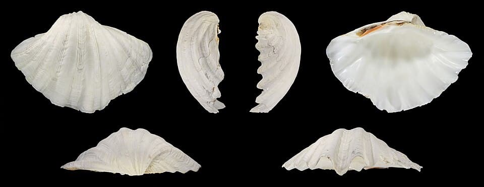 Tridacna gigas 02.jpg
