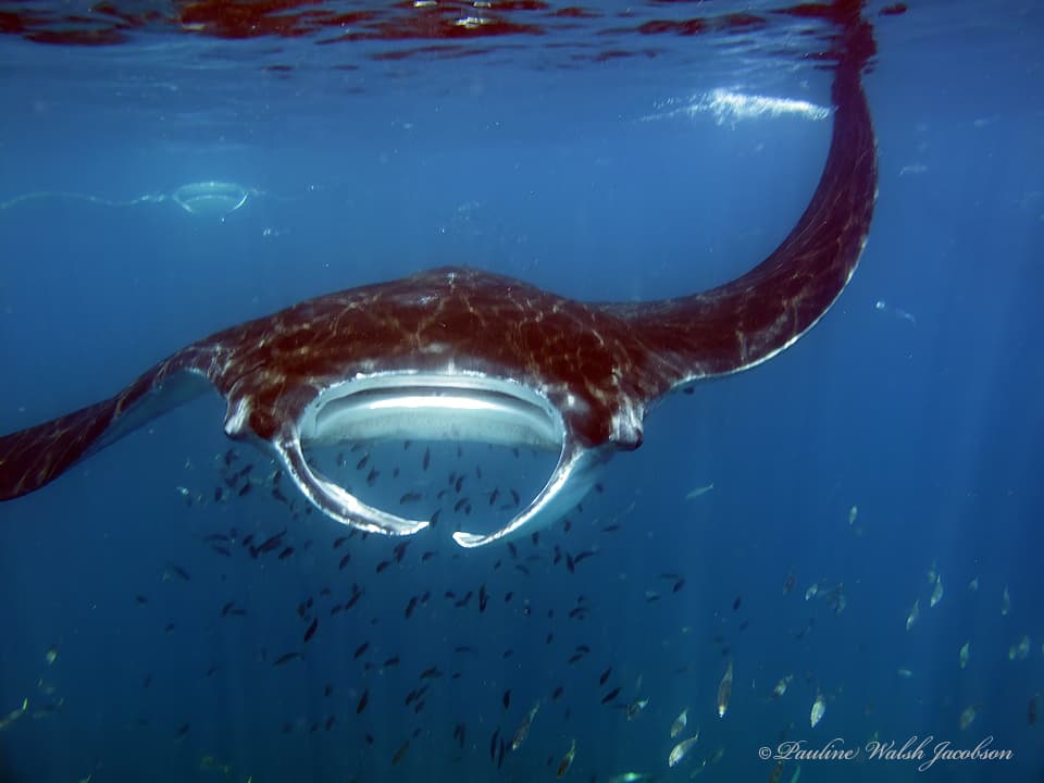 A photo of Giant Oceanic Manta Ray (Mobula birostris)
