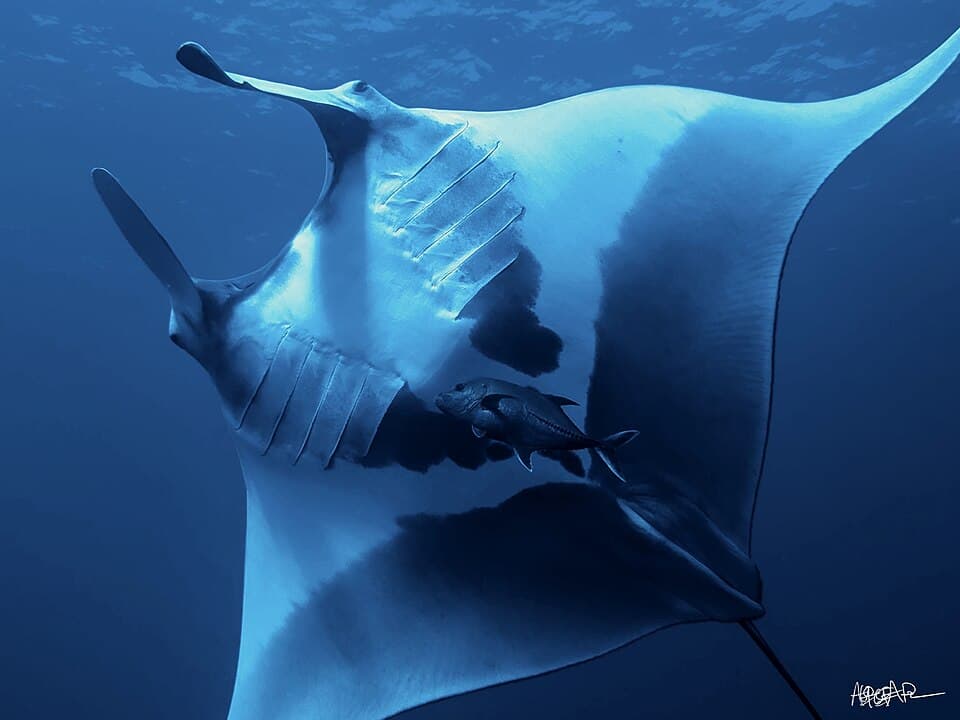 Mobula birostris 459064540.jpg