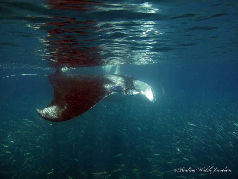 Mobula birostris 263903187.jpg