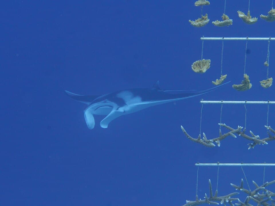 Mobula birostris 179661369.jpg