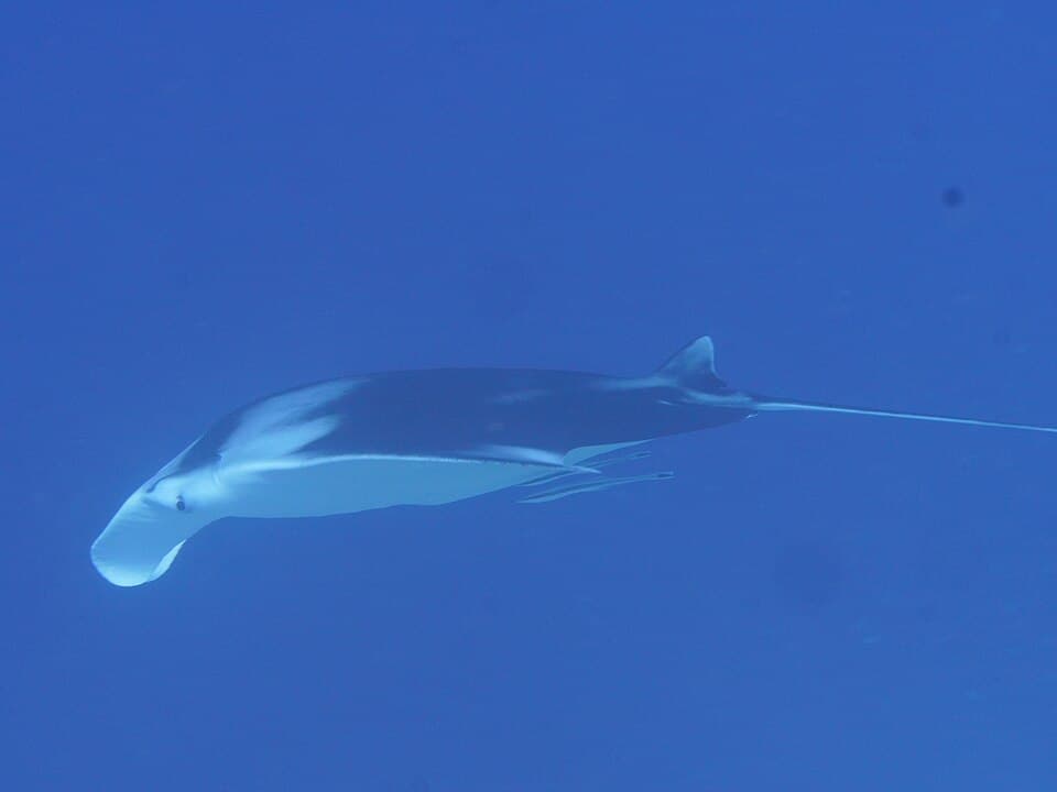 Mobula birostris 179661621.jpg