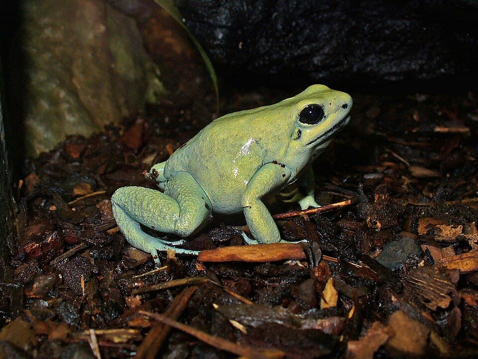 A photo of Golden Poison Frog (Phyllobates terribilis)