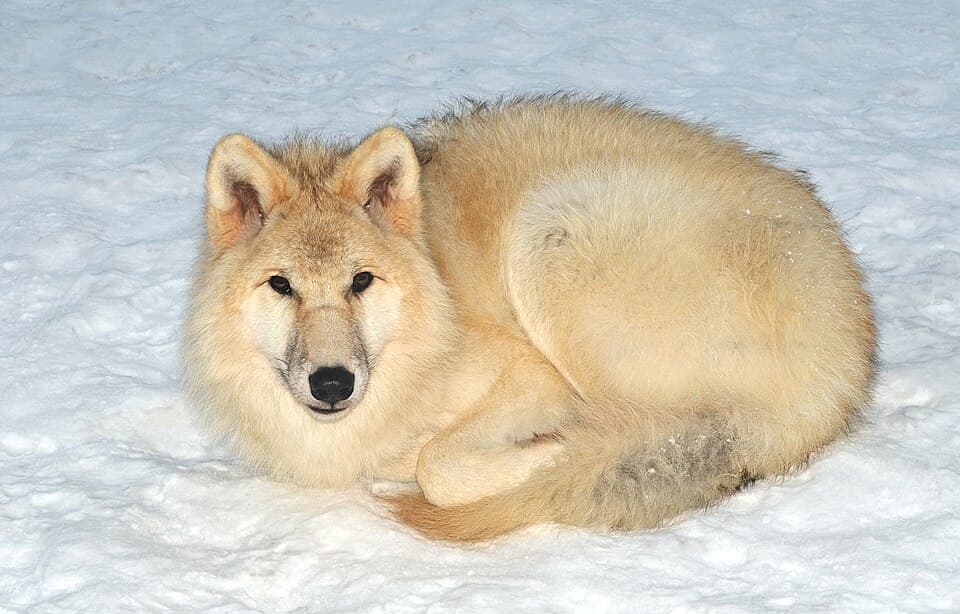 Canis lupus arctos (Pocock, 1935).jpg