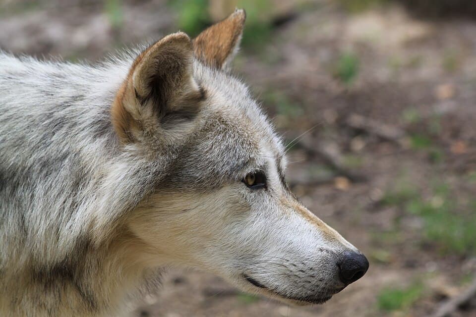 Canis lupus Kopf.JPG