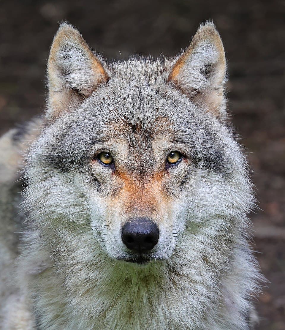 Loup gris (Canis lupus ).jpg