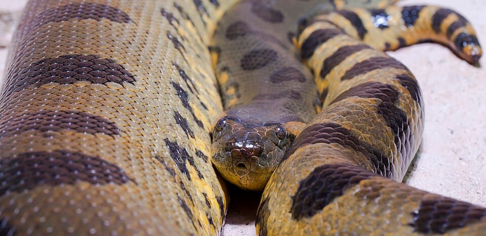 A photo of Green Anaconda (Eunectes murinus)