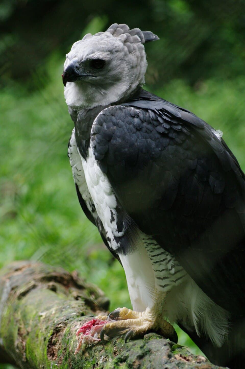 A photo of Harpy Eagle (Harpia harpyja)