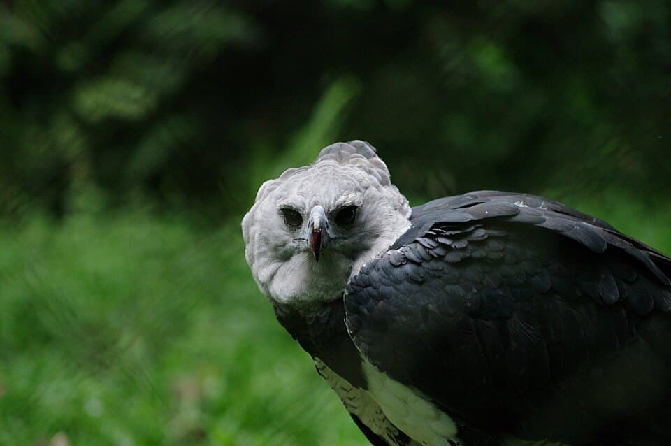 Harpia harpyja -Sao Paulo Zoo, Brasil -adult-8a (1).jpg