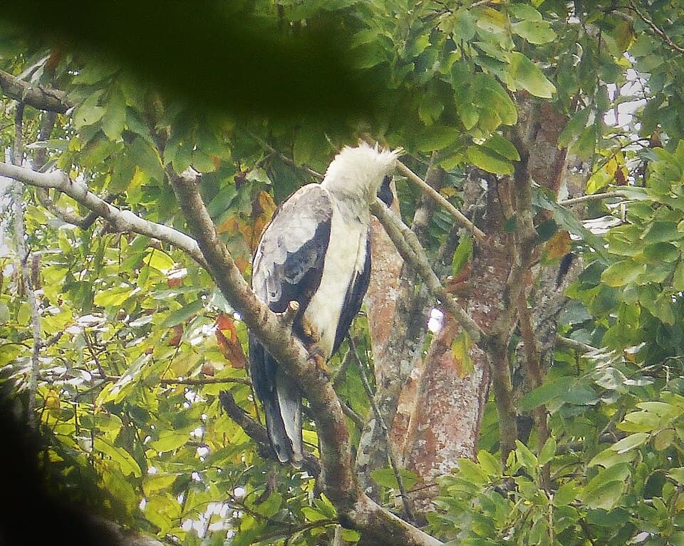 Harpia harpyja - Harpy Eagle. (41760126880).jpg