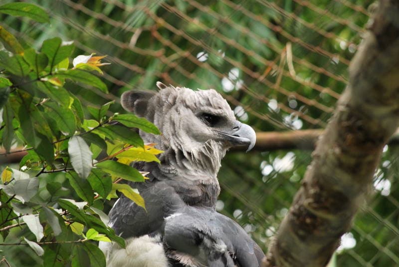 Harpia harpyja DT -CO Zoo Medellin- (2) (20831796996).jpg