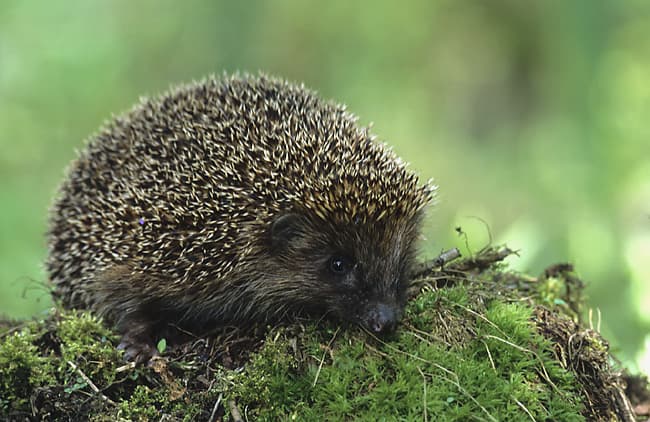 A photo of Hedgehog (Erinaceus europaeus)