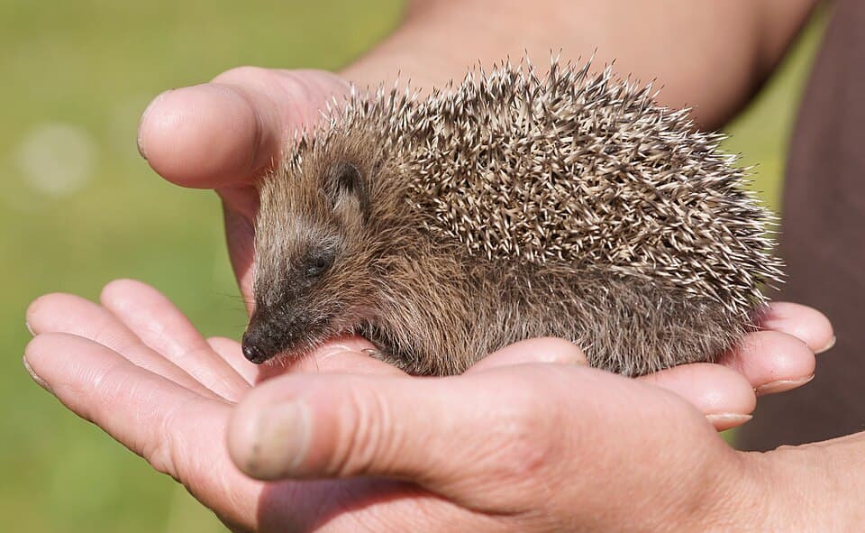 Juvenile Erinaceus europaeus kallerna.JPG