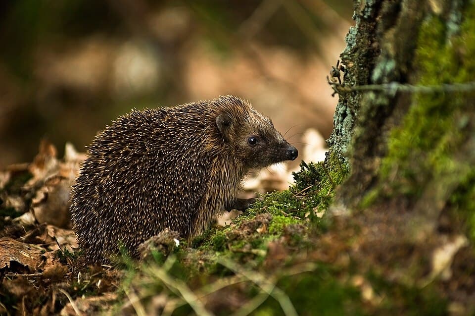 West European Hedgehog (Erinaceus europaeus)2.jpg