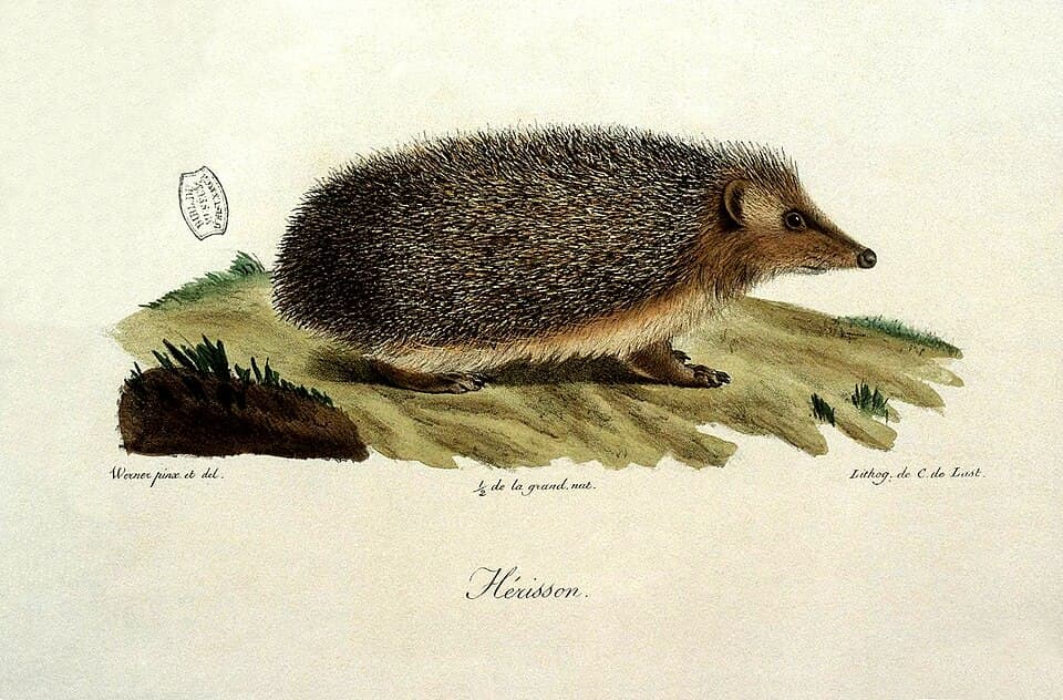 Erinaceus europaeus hérisson Cuvier Lasteyrie BNF Gallica.jpg