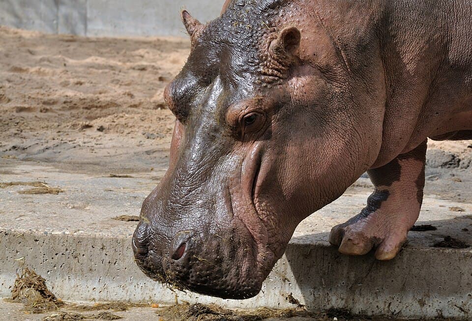 A photo of Hippopotamus (Hippopotamus amphibius)