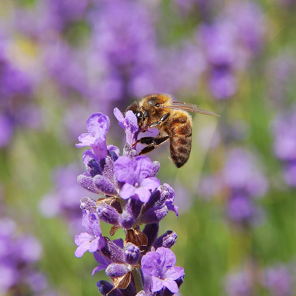 A photo of Honeybee (Apis mellifera)