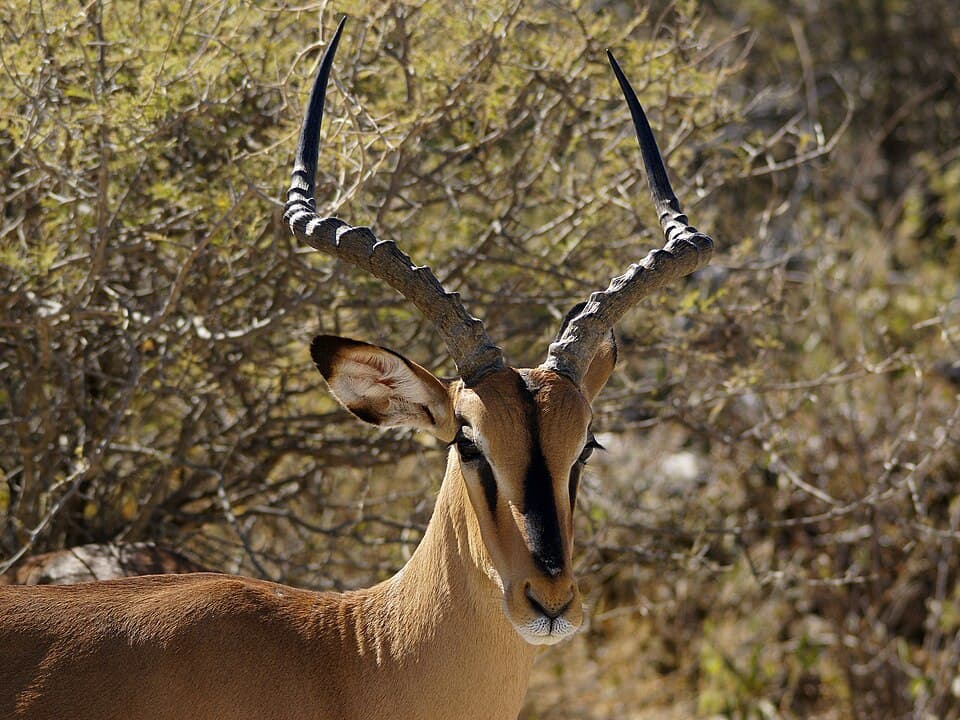 A photo of Impala (Aepyceros melampus)