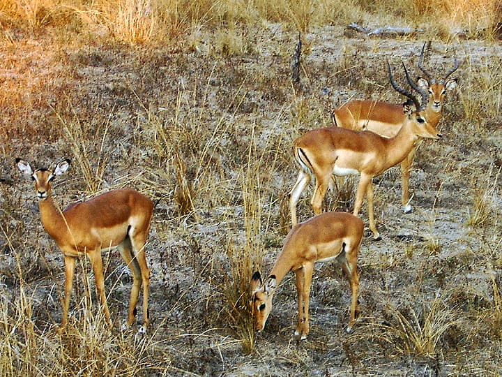 Aepyceros melampus.jpg