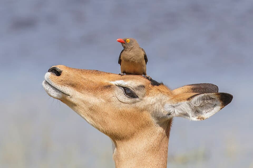 Red-billed oxpecker (Buphagus erythrorhynchus) on impala (Aepyceros melampus).jpg