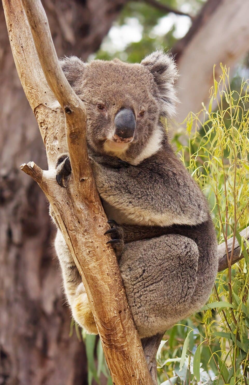 A photo of Koala (Phascolarctos cinereus)