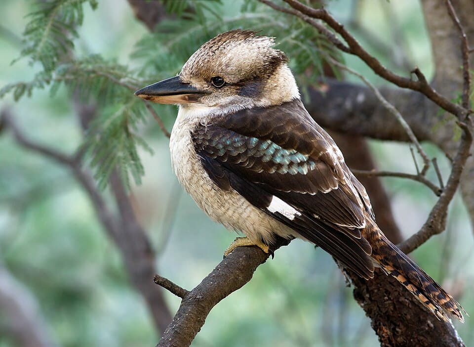 A photo of Laughing Kookaburra (Dacelo novaeguineae)