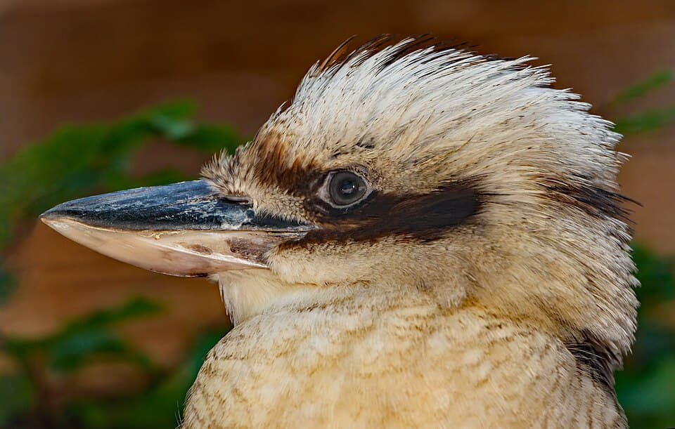 Dacelo novaeguineae - Vogelpark Steinen 01.jpg