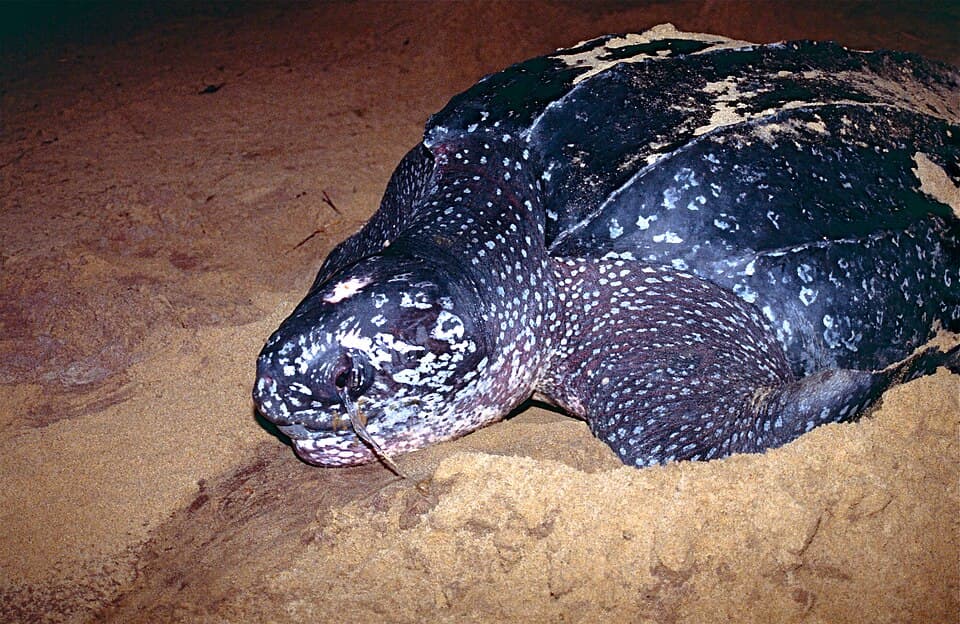 A photo of Leatherback Sea Turtle (Dermochelys coriacea)