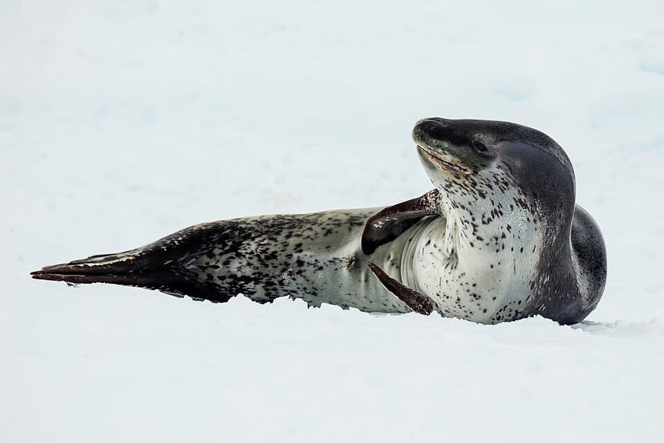 A photo of Leopard Seal (Hydrurga leptonyx)