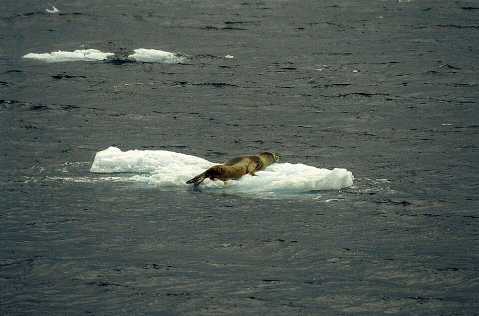 Hydrurga leptonyx 04(js).jpg