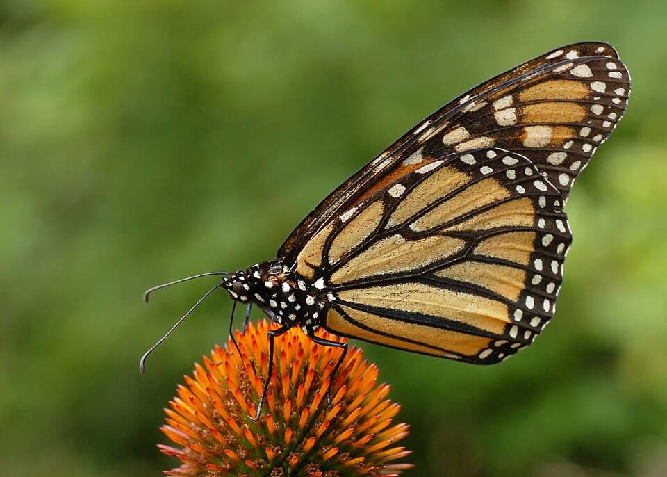 A photo of Monarch Butterfly (Danaus plexippus)