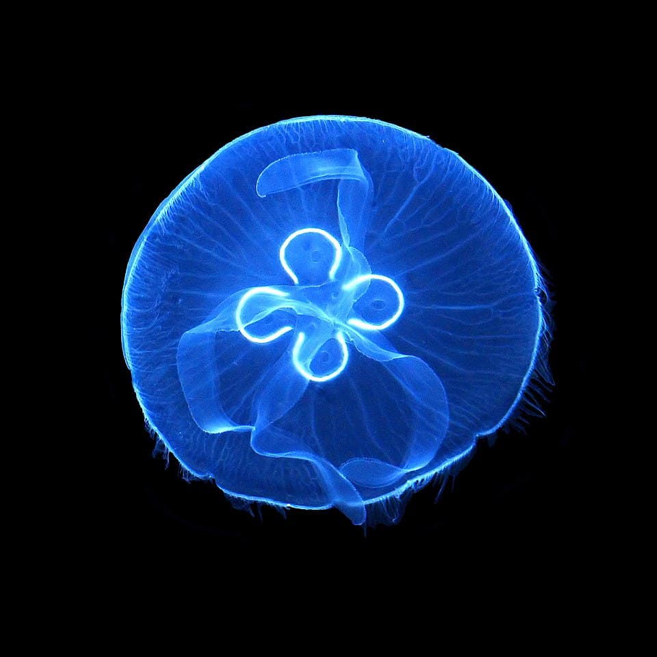 Aurelia aurita 2.jpg