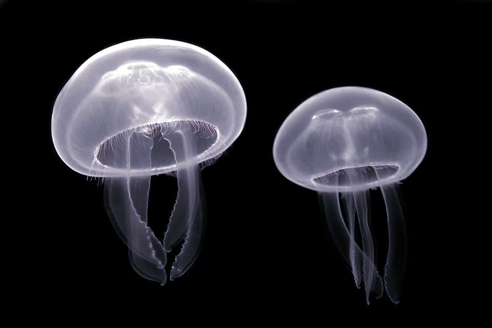 Aurelia aurita (Cnidaria) Luc Viatour.jpg