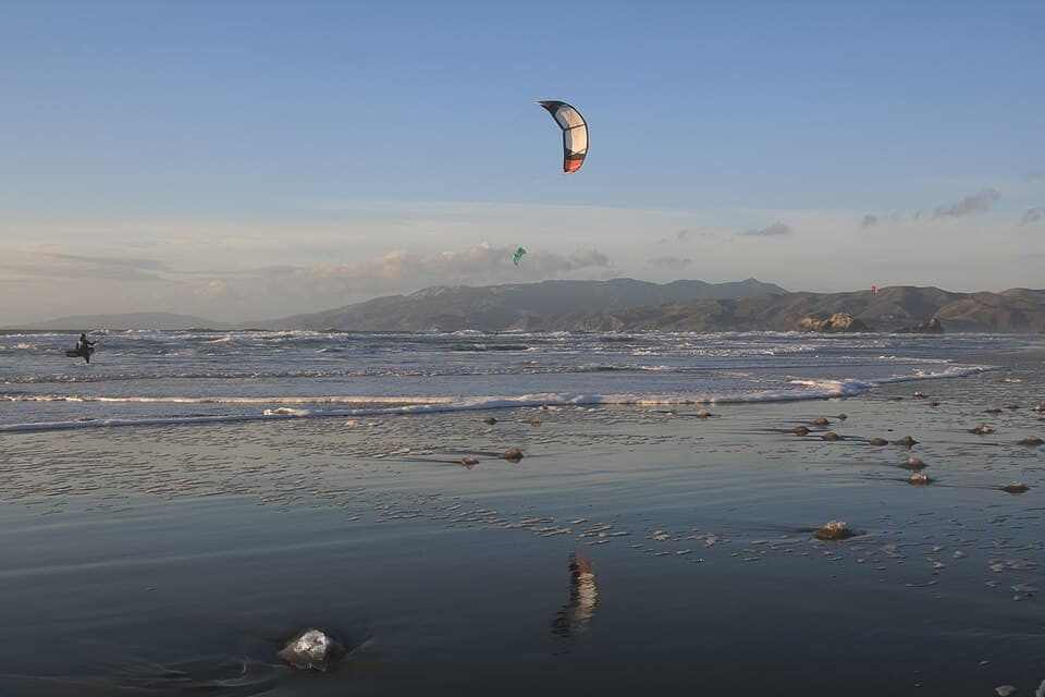 Aurelia labiata at Ocean Beach in San Francisco.jpg