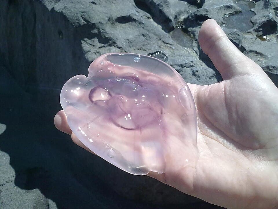 Moon jellyfish - Aurelia aurita.jpg