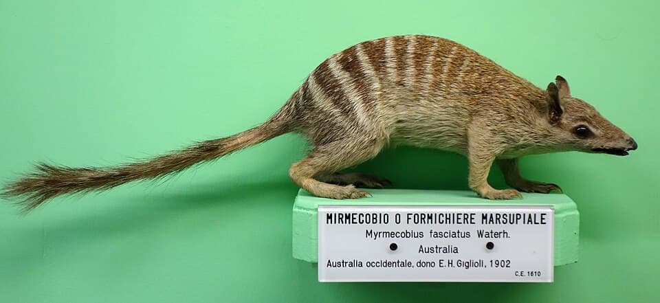 A photo of Numbat (Myrmecobius fasciatus)
