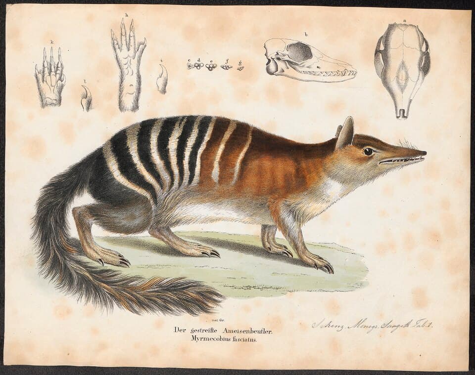 Myrmecobius fasciatus - 1700-1880 - Print - Iconographia Zoologica - Special Collections University of Amsterdam - UBA01 IZ20300168.tif