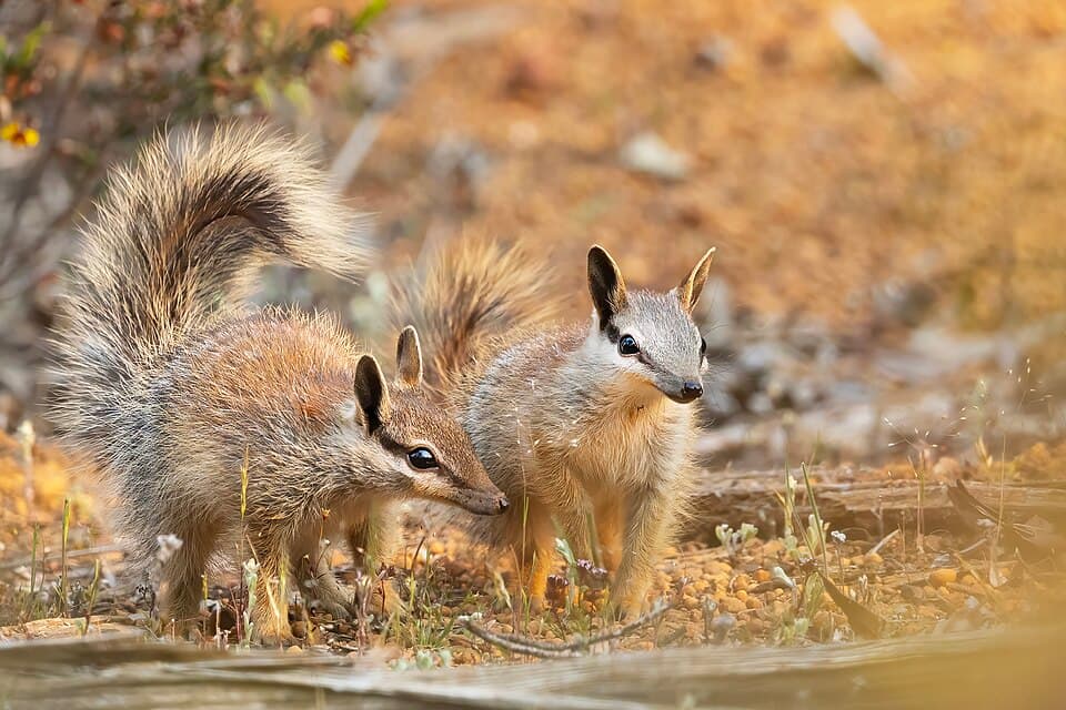 Numbat (Myrmecobius fasciatus) - Flickr - patrickkavanagh.jpg