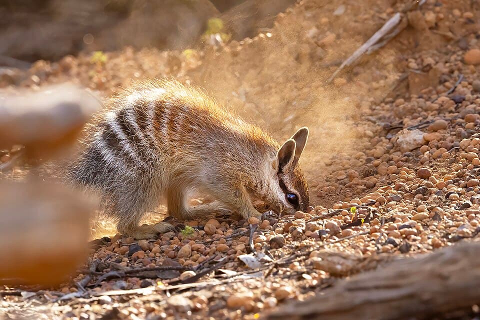 Numbat (Myrmecobius fasciatus) - Flickr - patrickkavanagh (1).jpg