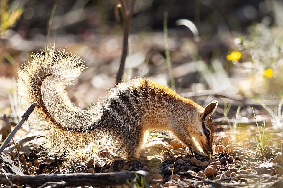 Numbat (Myrmecobius fasciatus) - Flickr - patrickkavanagh (2).jpg