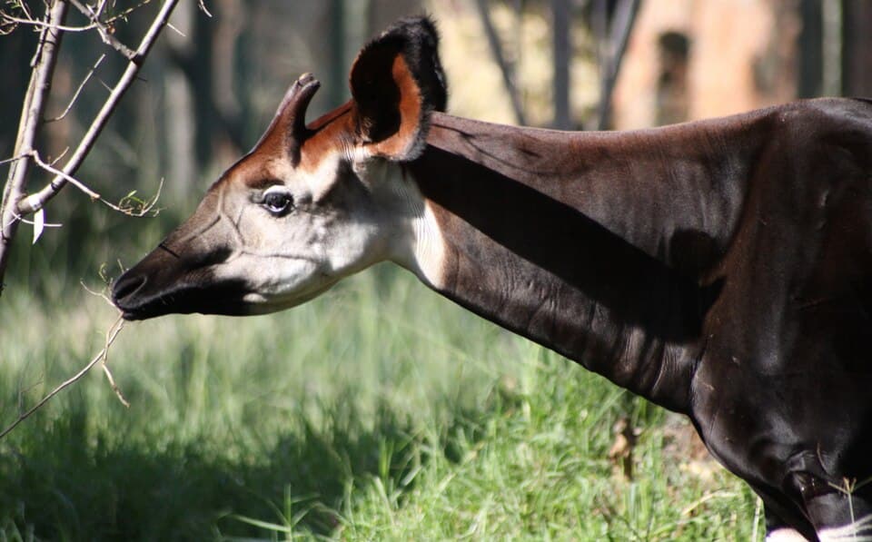 A photo of Okapi (Okapia johnstoni)