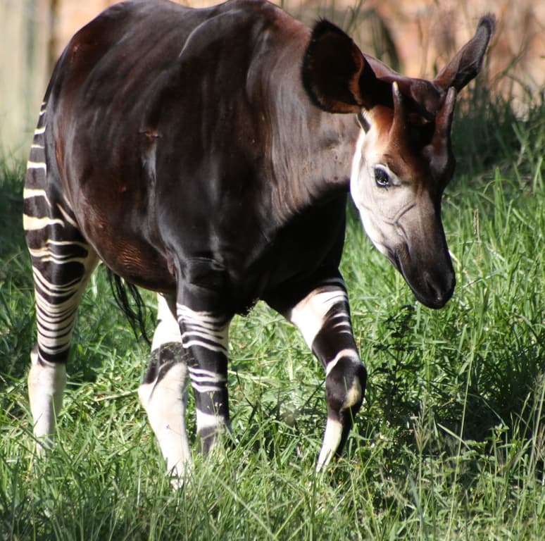 Okapi (Okapia johnstoni) 2009-04-04 03.jpg