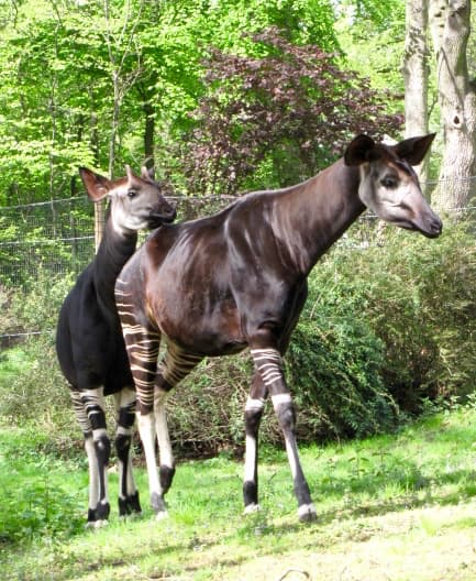 Zoo Koeln Okapia johnstoni.jpg