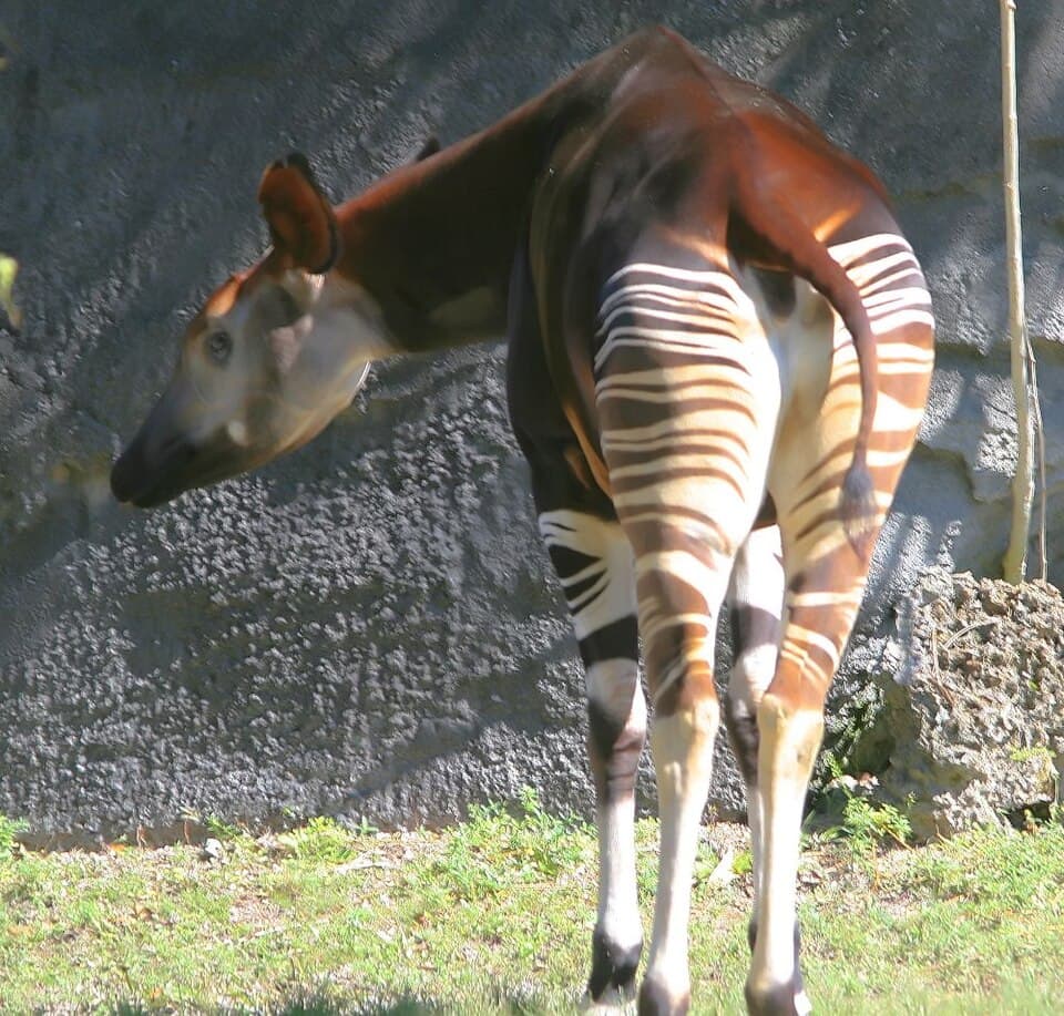 Okapia johnstoni 6zz.jpg