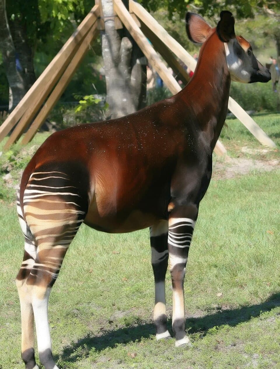 Okapia johnstoni 10zz.jpg