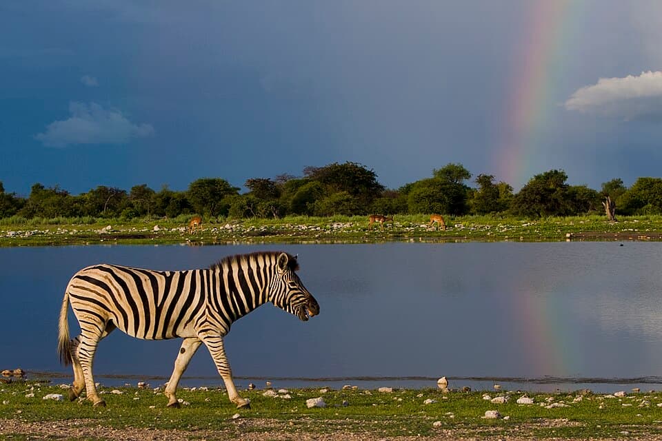 A photo of Plains Zebra (Equus quagga)