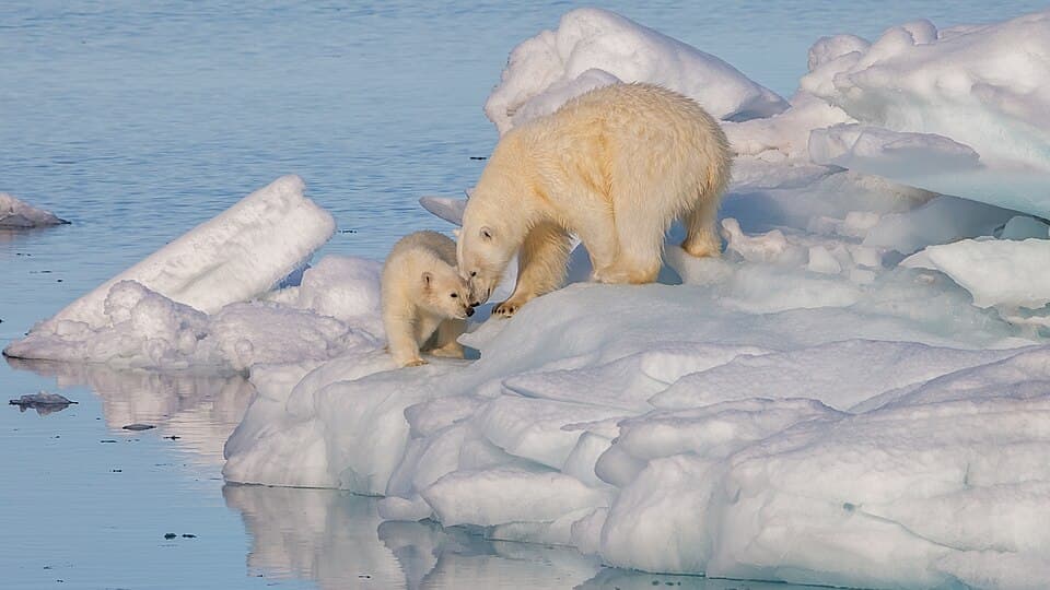 Polar bear (Ursus) maritimus female with its cub, Svalbard (2).jpg